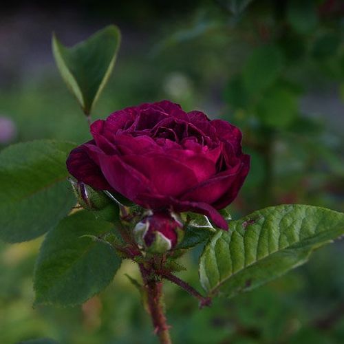 Rosa  Gipsy Boy - fioletowy  - Róże pienne - z kwiatami bukietowymi - korona krzaczasta